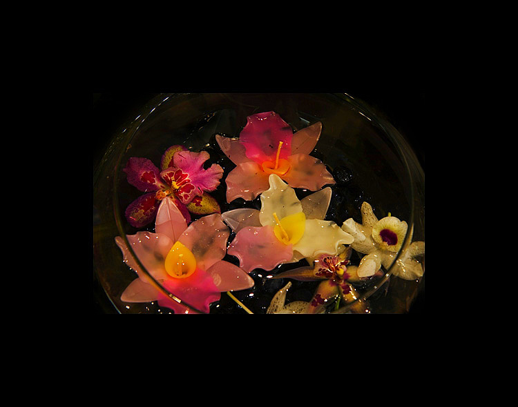Floating Orchids