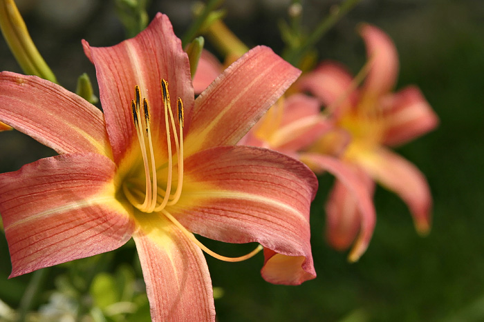 Pwitty Flowers