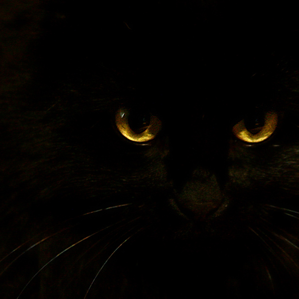 Black Cat