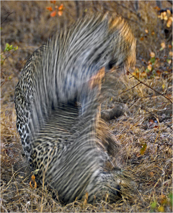 Mating Leopards