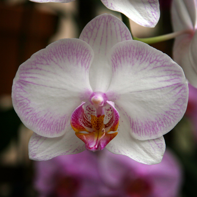 Atlanta Botanical Garden