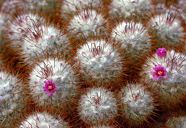 Prickly in Pink