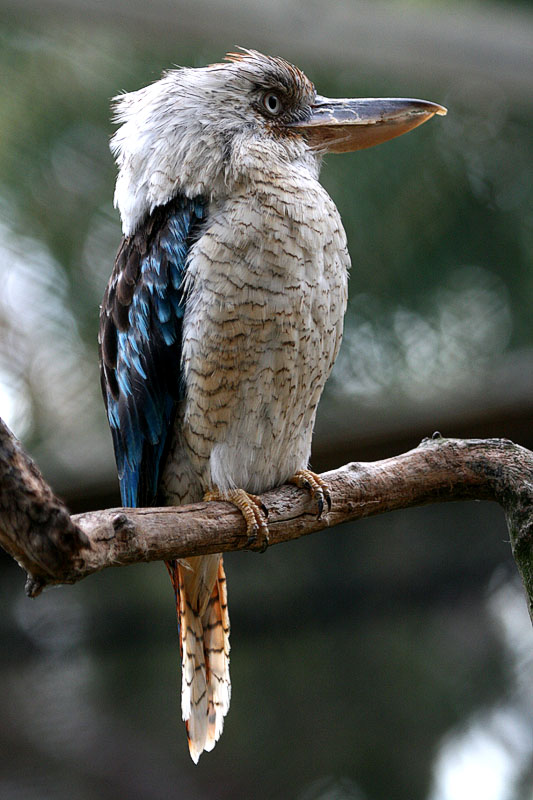 Kooka.  *