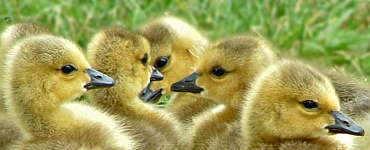 Goslings