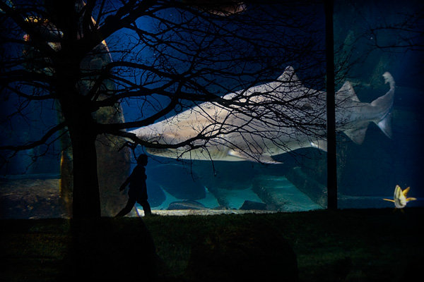 Jaws