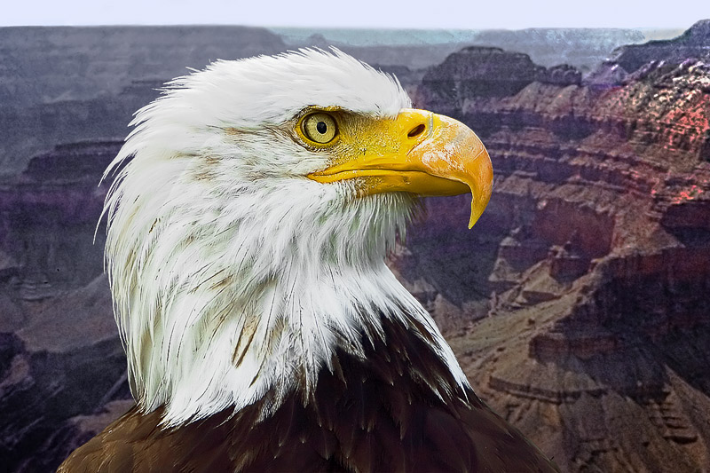 American Eagle
