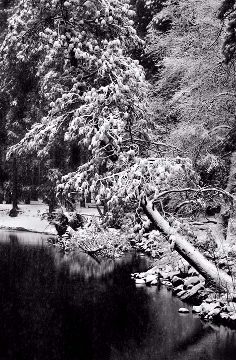 Snow Falling on Cedars