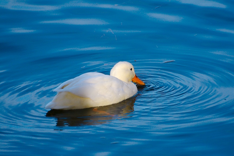 Snow duck