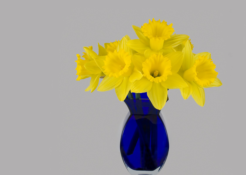 Daffodils
