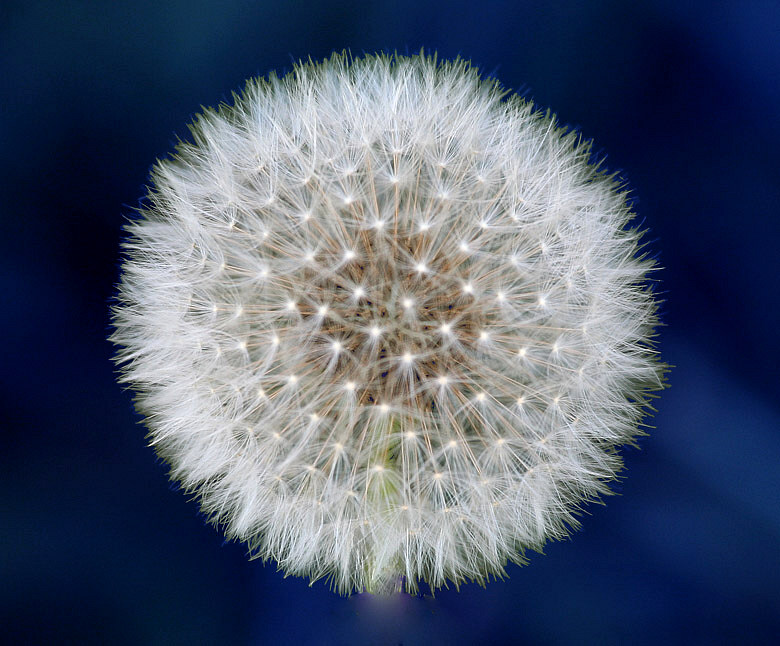 6th Place <b>White on Blue</b> by Traveller