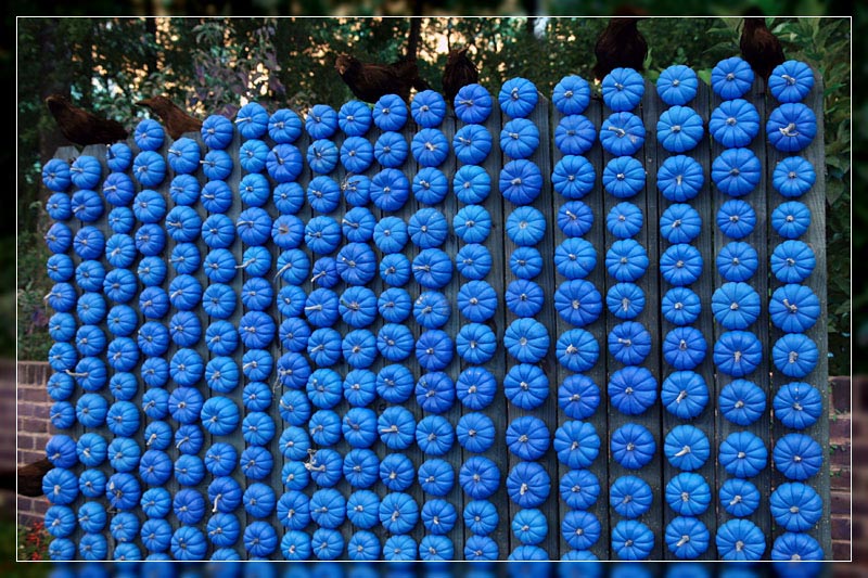 Pumpkins?