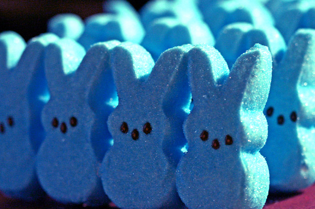 The Bunnies Are Coming! The Bunnies Are Coming!
