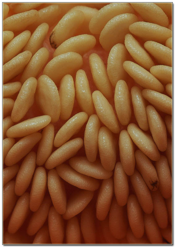 alien bits