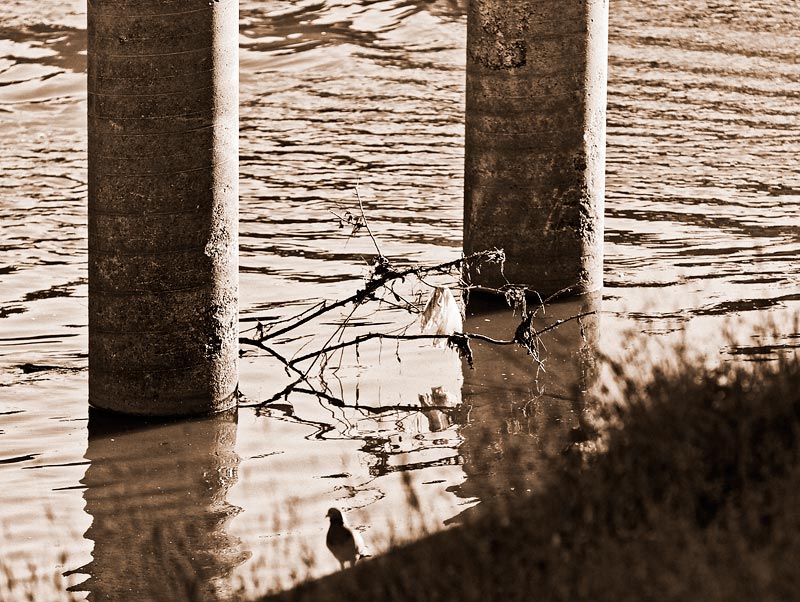 Bayou