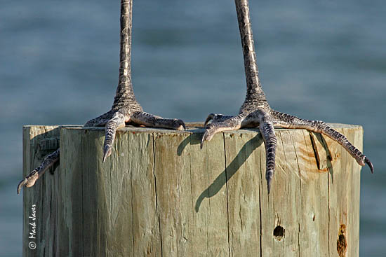 Even Birds Need Furniture