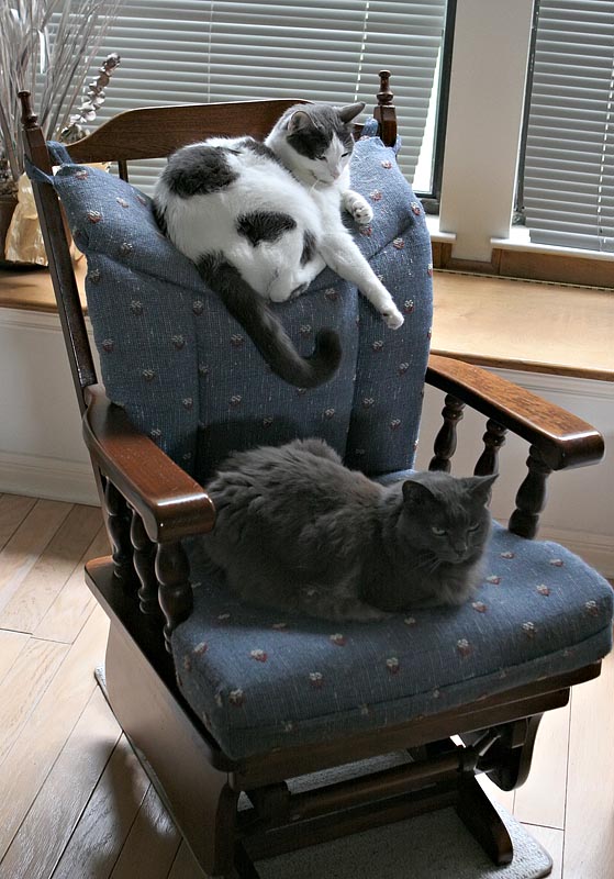 Cat-cliner