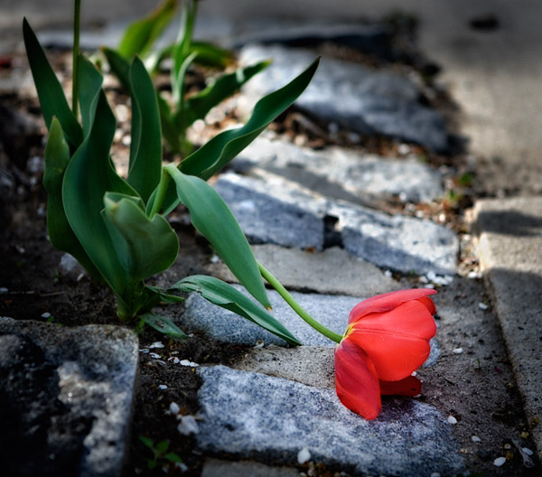 10th Place <b>The Trouble with Tulip</b> by Lonnit Rysher