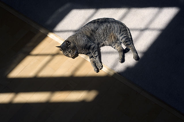 11th Place <b>With Cat for Comforter</b> by theFly