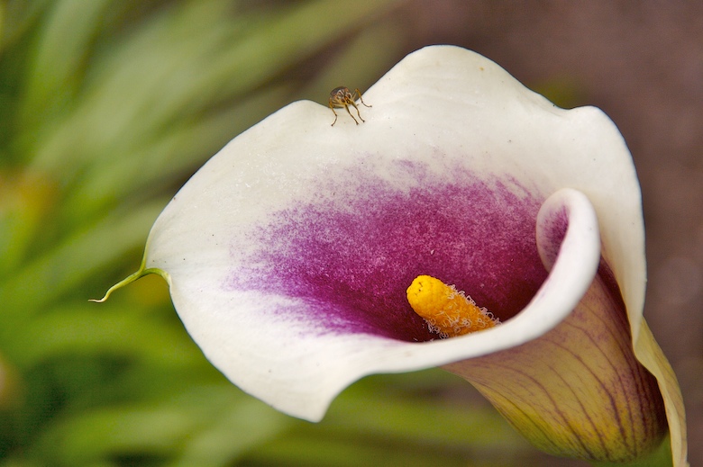 Nectar