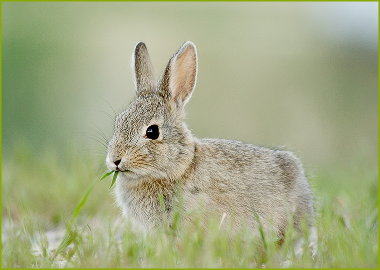 3rd Place <b>The Tale Of Peter Rabbit</b> by Jim H.