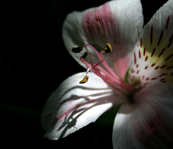 Pink and White