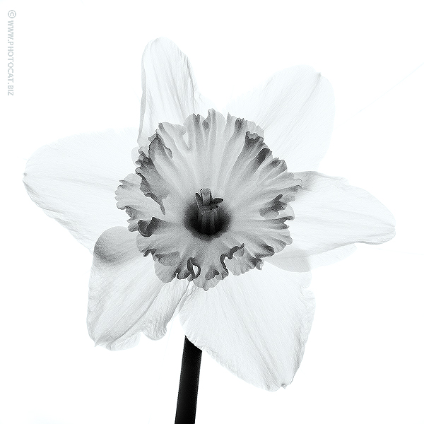 Daffodil