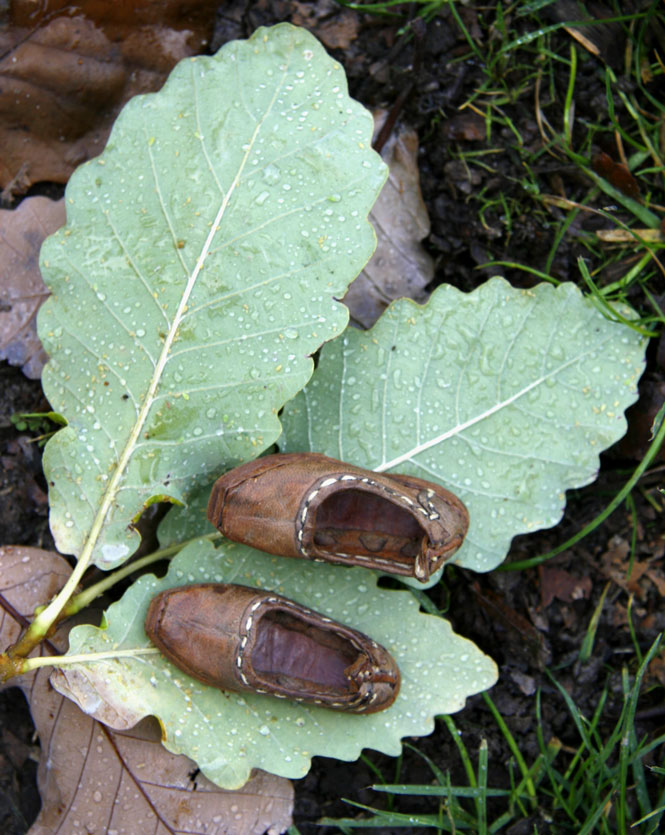 Elf Slippers Under the Oak Tree