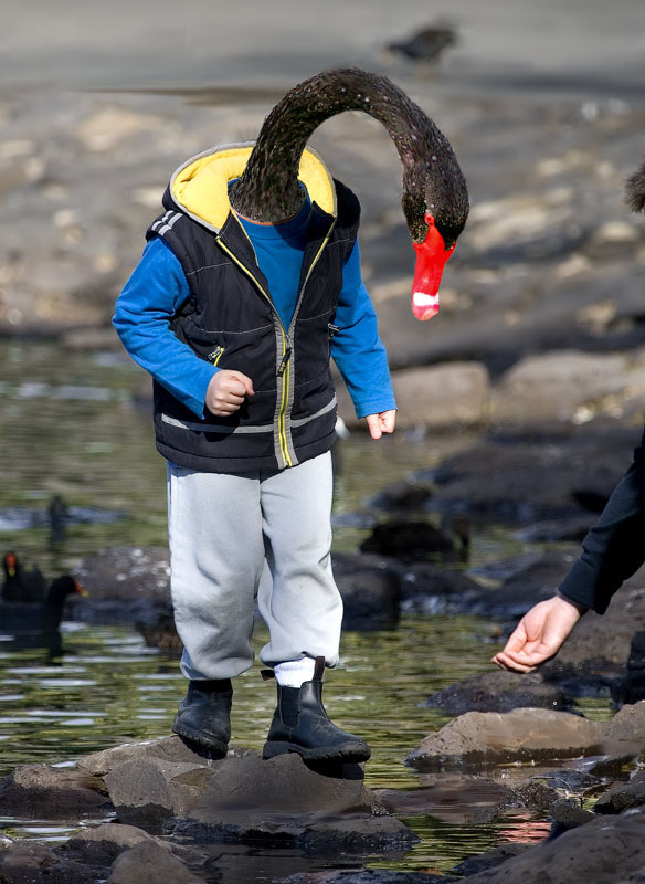 Swan Boots