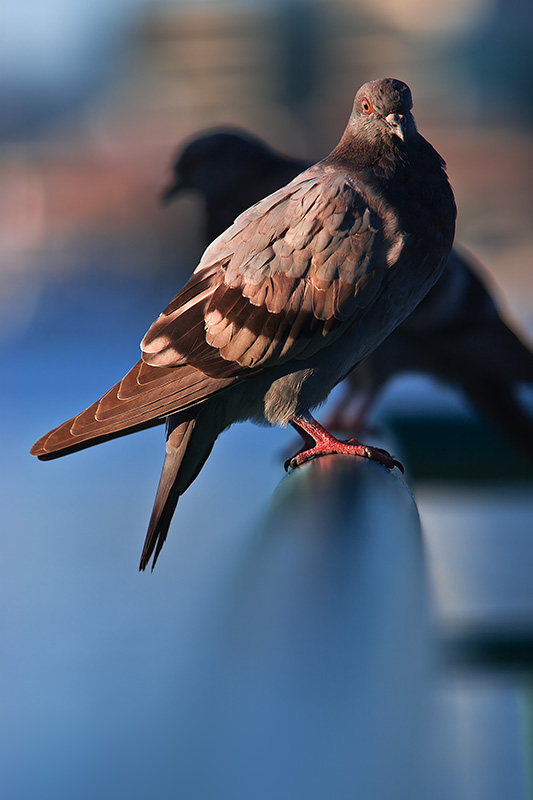 Birds on a Railing