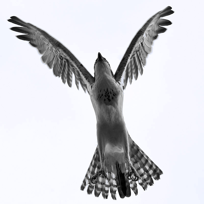 11th Place<br>Osprey<br>by Bruce Jones