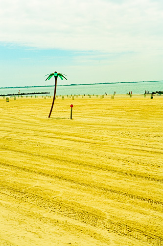 Coney Island Palm