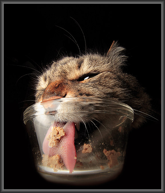 1st Place<br>Mmmm - Canned Food!<br>by Jim H.