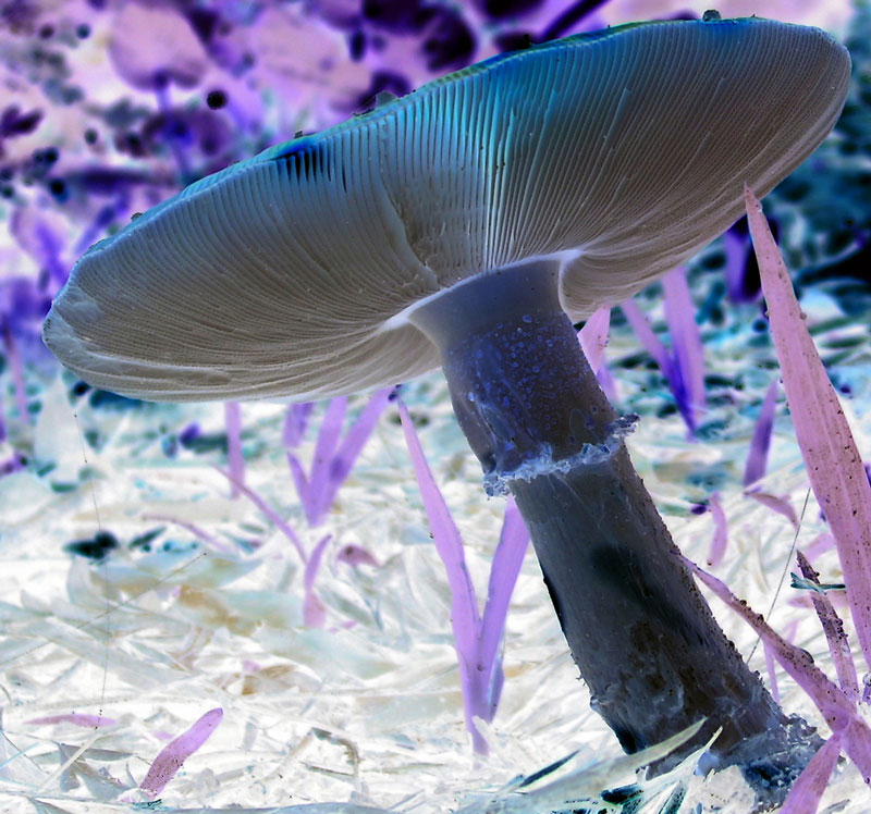 Mushroom By Moonlight
