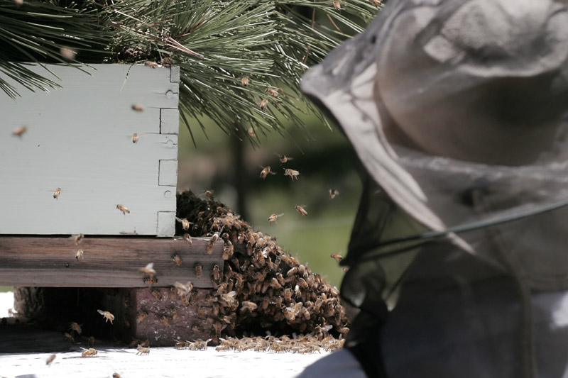 Beekeepers POV