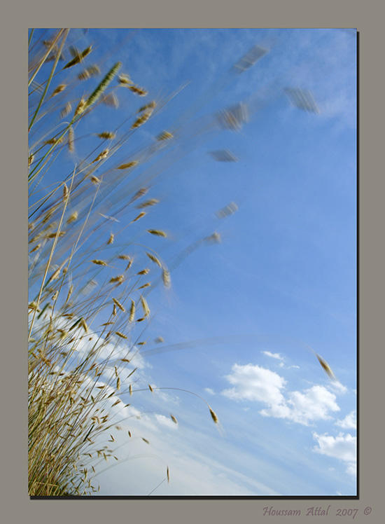 Dancing across acres of wheat