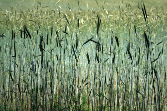 Comin Through the Rye