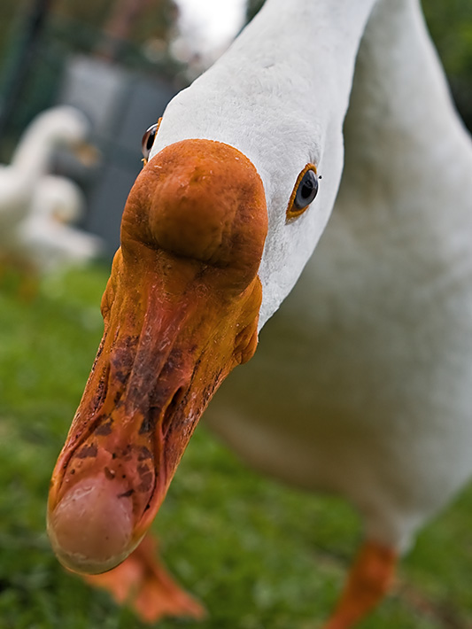 12th Place<br>He bit the camera<br>by Bruce Jones