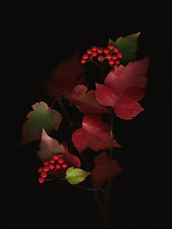 Autumns Bounty