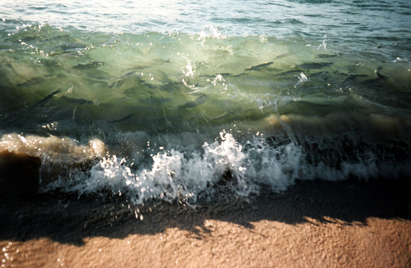 A Wave  Full of Fishes