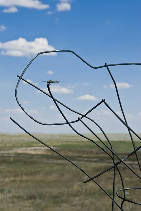 Bird On A Wire