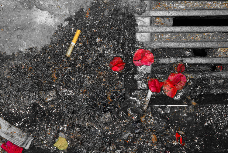<i>Twelth Place</i><br><b>Petals to the Sea</b><br>by  Traveller