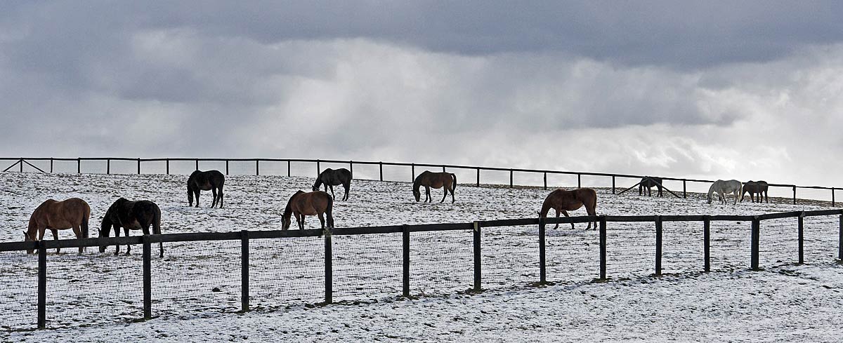 *3rd Place*<br>10 Horses<br>by collector