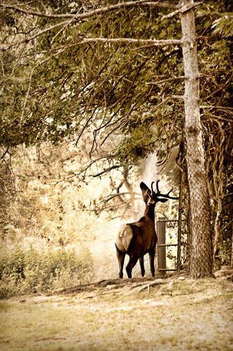 Zoo Elk