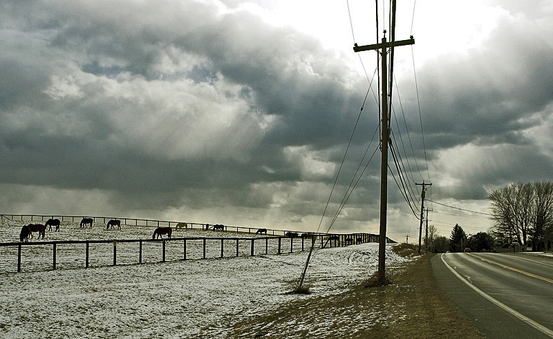 Roadside Horses