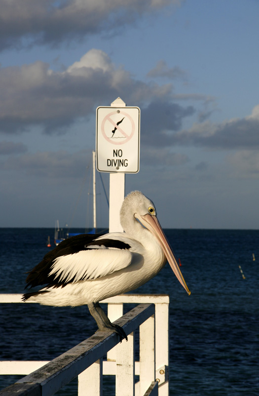 Barred From Diving?