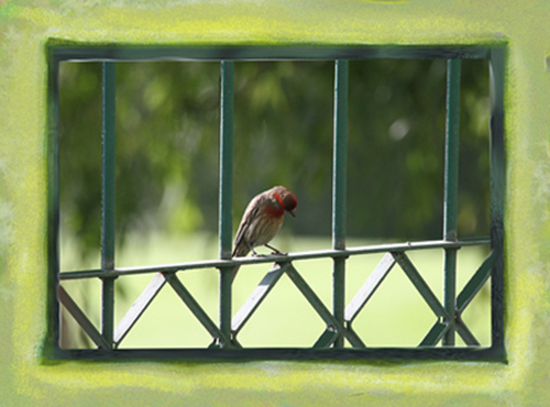 Jailbird