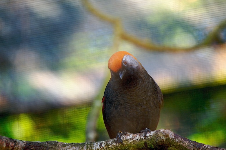 Captivator