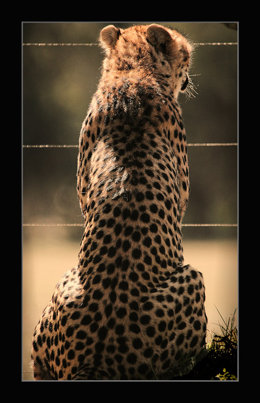 *6th Place*<br>Dont fence me in.<br>by thebleau