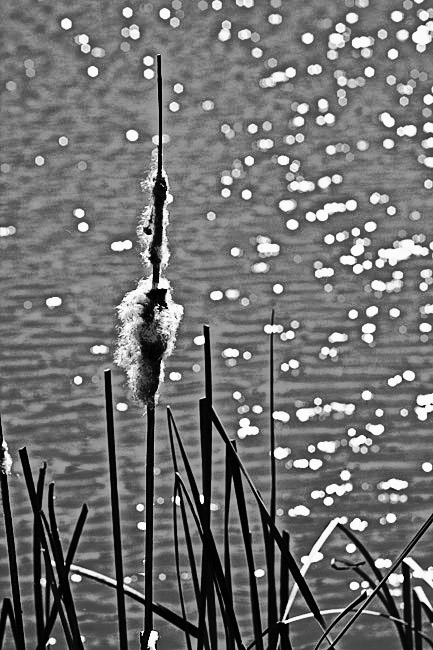 The Pond