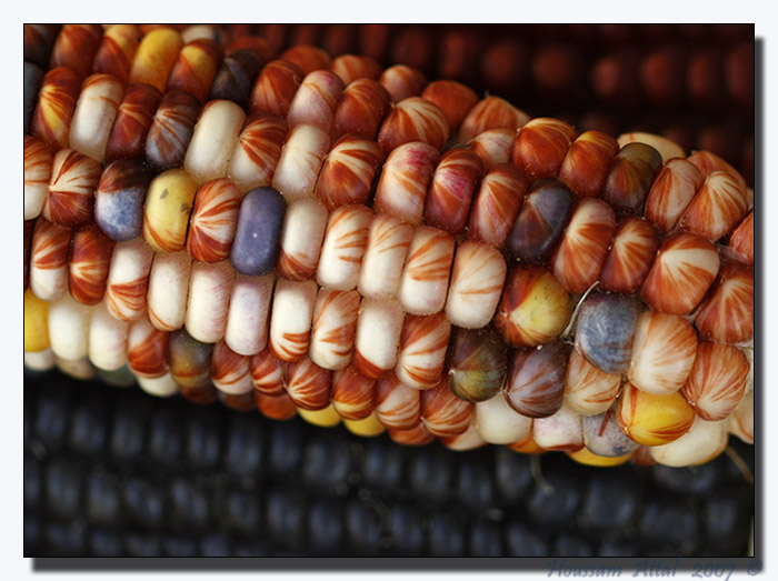 Indian Corn #3